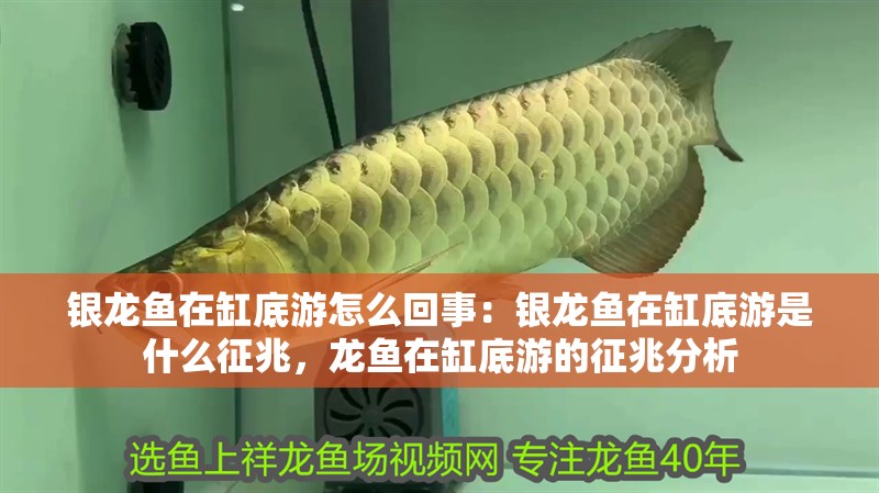 銀龍魚在缸底游怎么回事：銀龍魚在缸底游是什么征兆，龍魚在缸底游的征兆分析