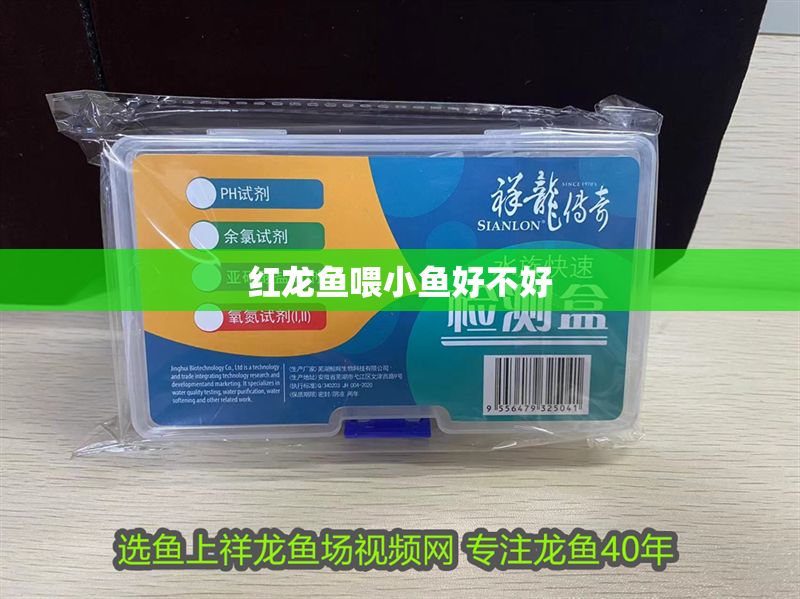 紅龍魚喂小魚好不好 龍魚百科 第1張 紅龍魚喂小魚好不好 紅龍魚喂小魚好不好 龍魚百科 第1張