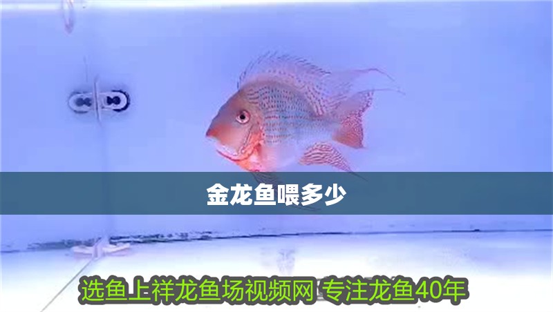 金龍魚喂多少