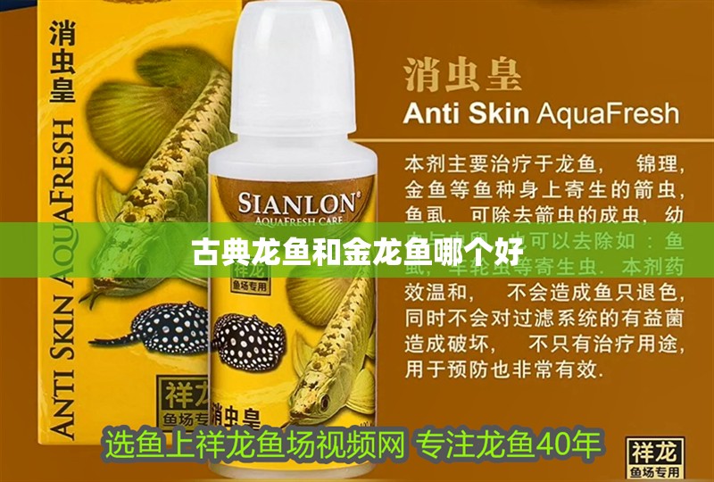 古典龍魚和金龍魚哪個好 龍魚百科 第2張 古典龍魚和金龍魚哪個好 古典龍魚和金龍魚哪個好 龍魚百科 第2張