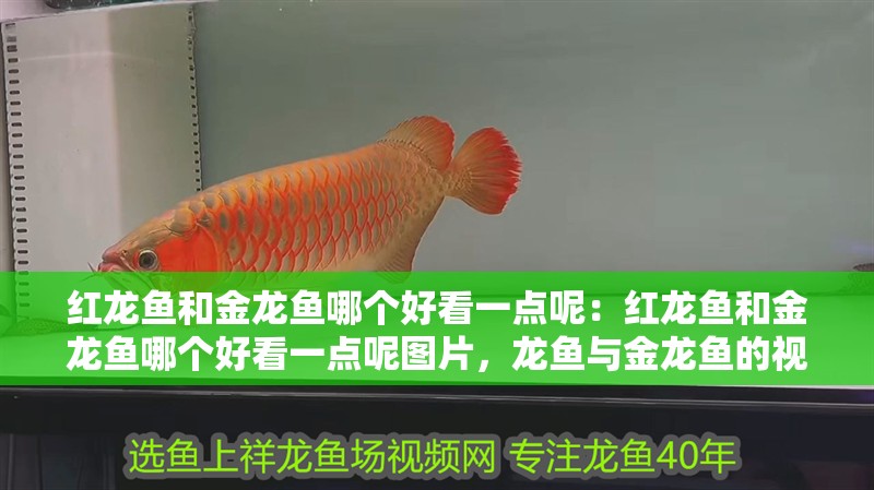 紅龍魚和金龍魚哪個好看一點呢：紅龍魚和金龍魚哪個好看一點呢圖片，龍魚與金龍魚的視覺比較，哪個更吸引人？ 紅龍魚和金龍魚哪個好看一點呢：紅龍魚和金龍魚哪個好看一點呢圖片，龍魚與金龍魚的視覺比較，哪個更吸引人？ 水族問答