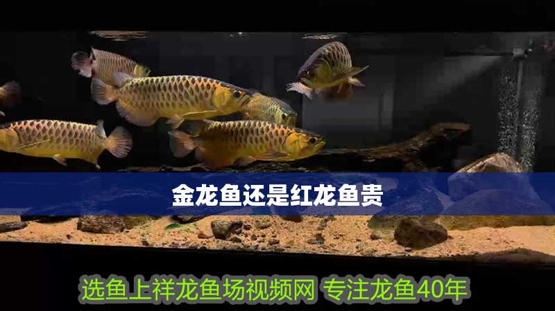 金龍魚還是紅龍魚貴 金龍魚還是紅龍魚貴 龍魚百科 第2張