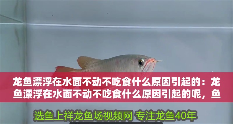 龍魚漂浮在水面不動不吃食什么原因引起的：龍魚漂浮在水面不動不吃食什么原因引起的呢，魚漂浮不動不吃食