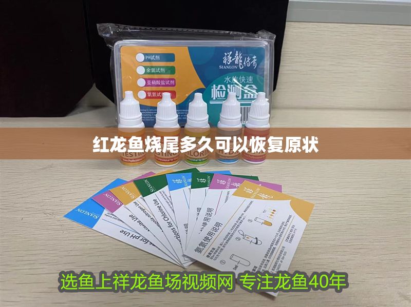 紅龍魚燒尾多久可以恢復原狀 紅龍魚燒尾多久可以恢復原狀 龍魚百科 第2張
