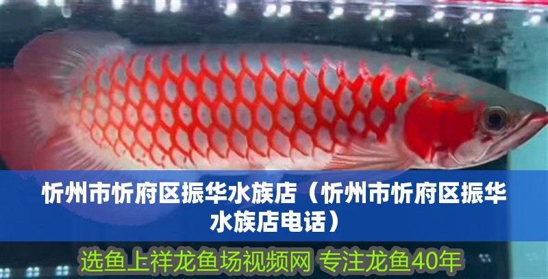 忻州市忻府區(qū)振華水族店（忻州市忻府區(qū)振華水族店電話）