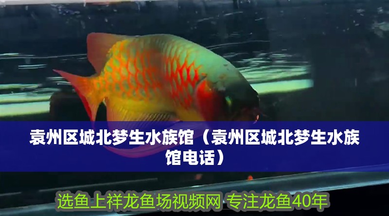 袁州區城北夢生水族館（袁州區城北夢生水族館電話）