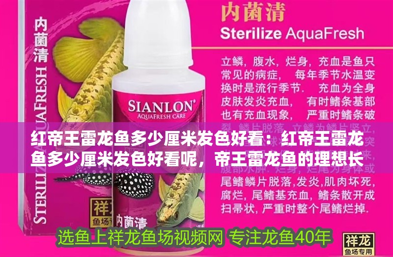 紅帝王雷龍魚多少厘米發色好看：紅帝王雷龍魚多少厘米發色好看呢，帝王雷龍魚的理想長度，探索適合