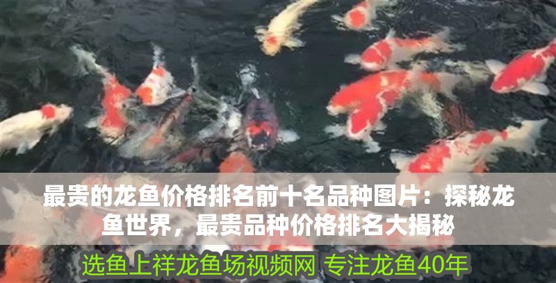最貴的龍魚價格排名前十名品種圖片：探秘龍魚世界，最貴品種價格排名大揭秘