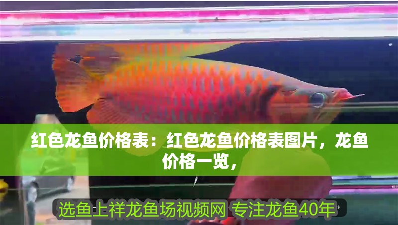 紅色龍魚價格表:紅色龍魚價格表圖片,龍魚價格一覽, 水族問答 紅色龍魚價格表:紅色龍魚價格表圖片,龍魚價格一覽, 紅色龍魚價格表:紅色龍魚價格表圖片,龍魚價格一覽, 水族問答