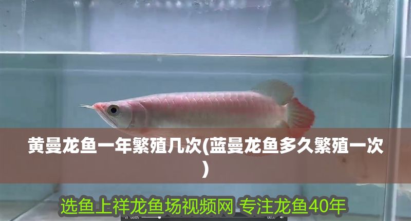 黃曼龍魚一年繁殖幾次(藍曼龍魚多久繁殖一次)