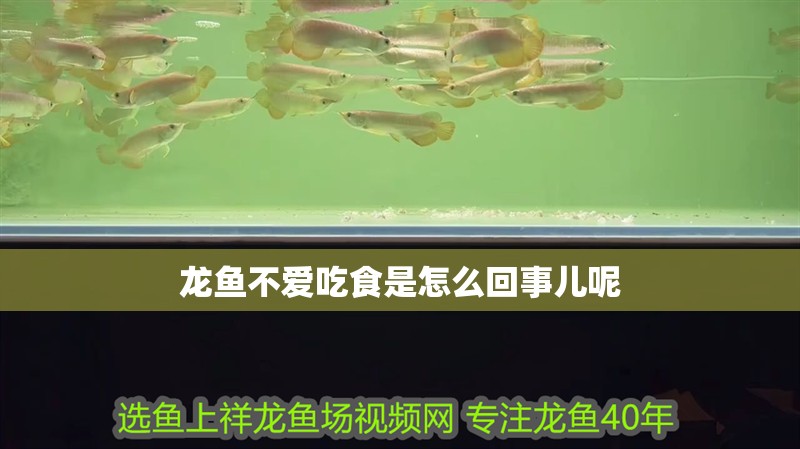 龍魚不愛吃食是怎么回事兒呢 龍魚不愛吃食是怎么回事兒呢 龍魚百科 第2張