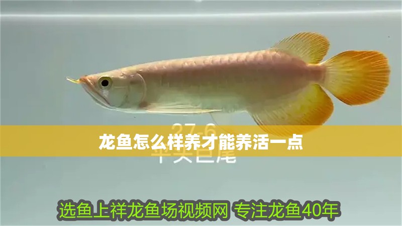 龍魚怎么樣養才能養活一點