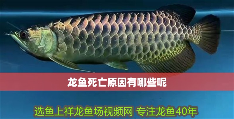 龍魚死亡原因有哪些呢 龍魚百科 第2張 龍魚死亡原因有哪些呢 龍魚死亡原因有哪些呢 龍魚百科 第2張