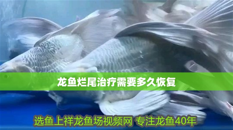 龍魚爛尾治療需要多久恢復(fù)