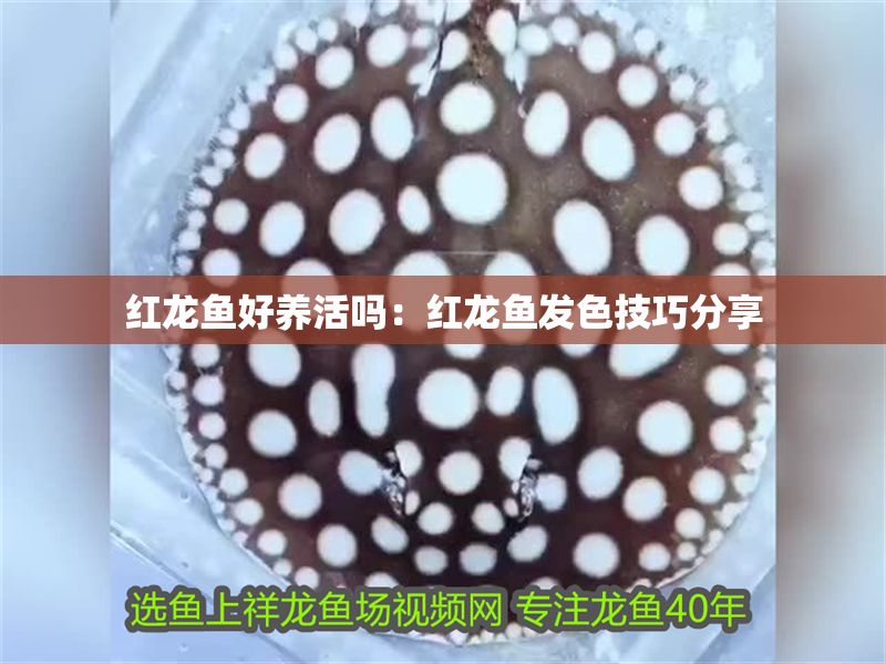 紅龍魚(yú)好養(yǎng)活嗎：紅龍魚(yú)發(fā)色技巧分享