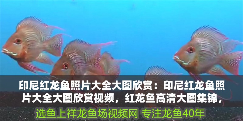 印尼紅龍魚照片大全大圖欣賞：印尼紅龍魚照片大全大圖欣賞視頻，紅龍魚高清大圖集錦， 印尼紅龍魚照片大全大圖欣賞：印尼紅龍魚照片大全大圖欣賞視頻，紅龍魚高清大圖集錦， 水族問答