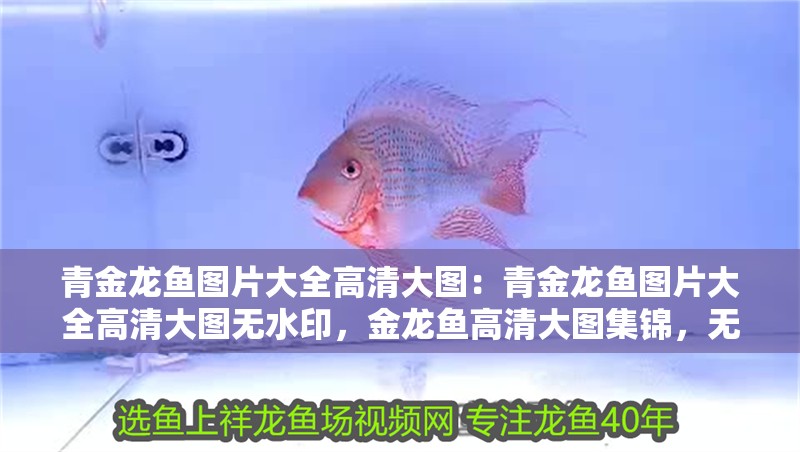 青金龍魚圖片大全高清大圖：青金龍魚圖片大全高清大圖無水印，金龍魚高清大圖集錦，無水印的視覺盛宴