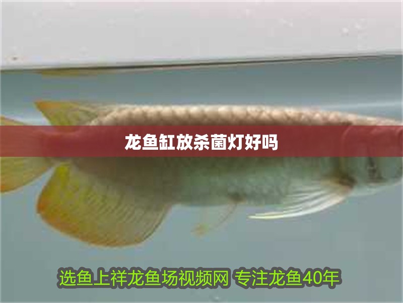 龍魚(yú)缸放殺菌燈好嗎