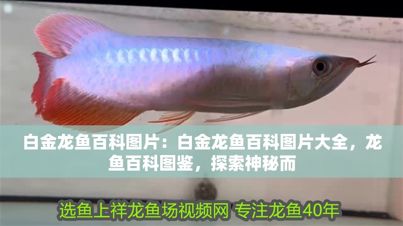 白金龍魚百科圖片：白金龍魚百科圖片大全，龍魚百科圖鑒，探索神秘而 白金龍魚百科圖片：白金龍魚百科圖片大全，龍魚百科圖鑒，探索神秘而 水族問答