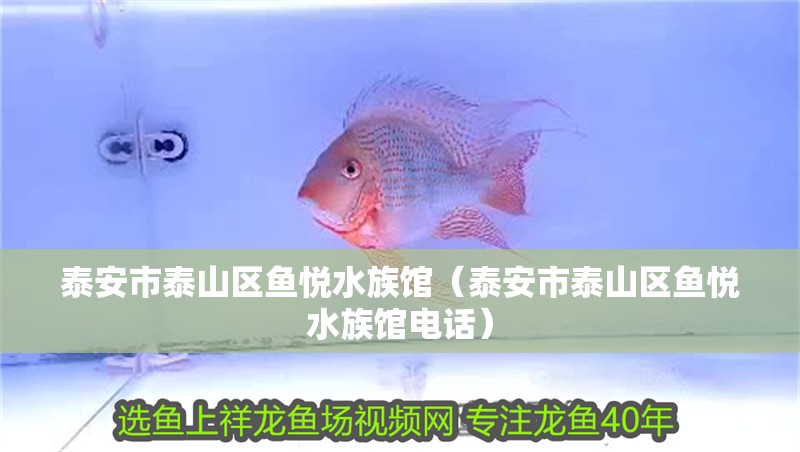 泰安市泰山區魚悅水族館（泰安市泰山區魚悅水族館電話）