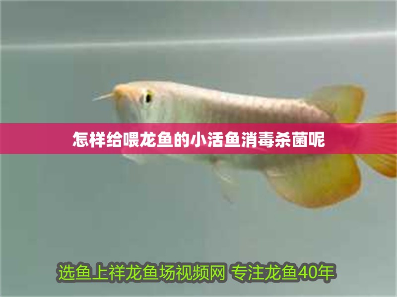 怎樣給喂龍魚的小活魚消毒殺菌呢