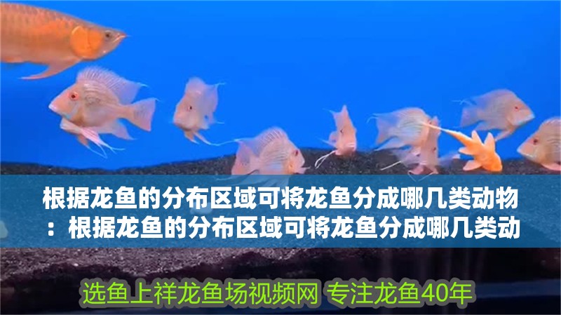 根據龍魚的分布區域可將龍魚分成哪幾類動物：根據龍魚的分布區域可將龍魚分成哪幾類動物，魚的地理分布與