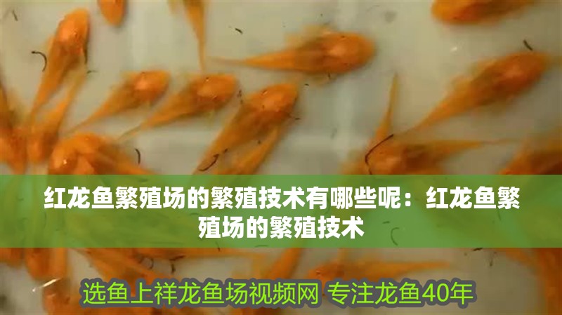 紅龍魚繁殖場的繁殖技術(shù)有哪些呢：紅龍魚繁殖場的繁殖技術(shù)