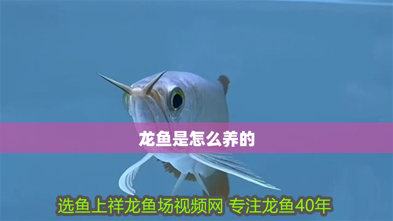 龍魚是怎么養的