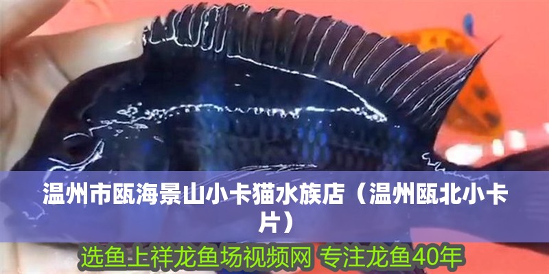溫州市甌海景山小卡貓水族店（溫州甌北小卡片）