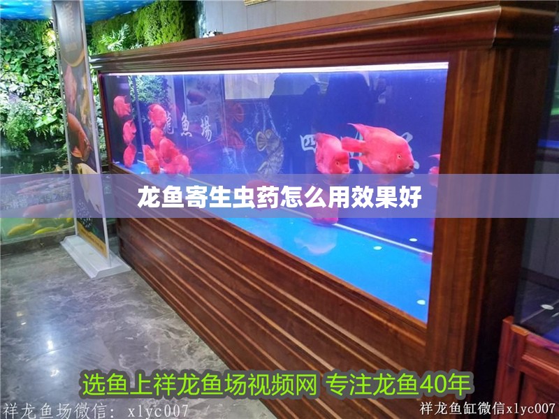 龍魚寄生蟲藥怎么用效果好