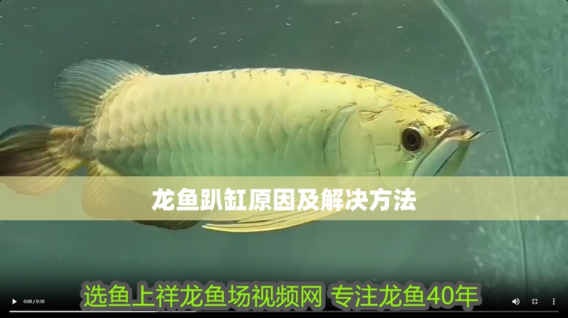 龍魚趴缸原因及解決方法 龍魚趴缸原因及解決方法 龍魚百科 第2張