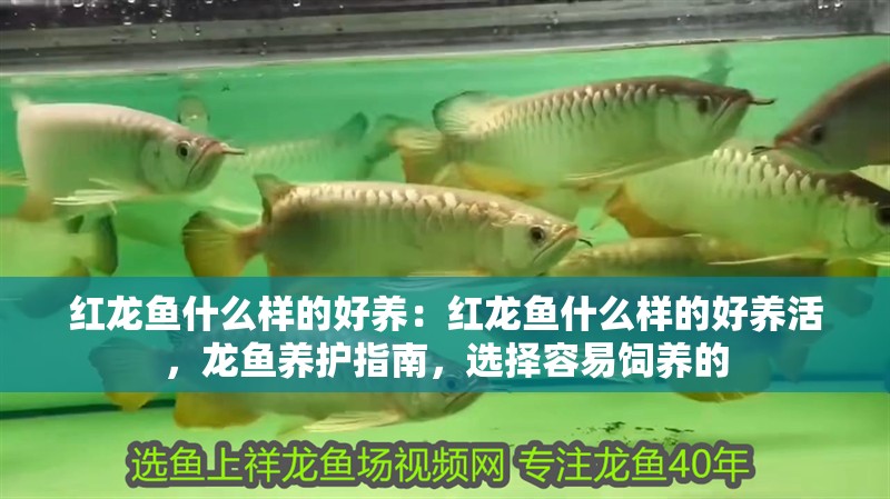 紅龍魚什么樣的好養(yǎng)：紅龍魚什么樣的好養(yǎng)活，龍魚養(yǎng)護(hù)指南，選擇容易飼養(yǎng)的