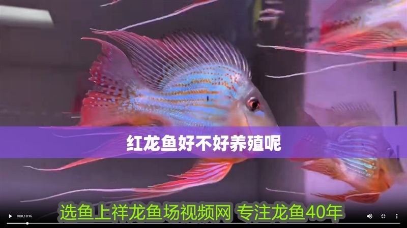 紅龍魚好不好養殖呢
