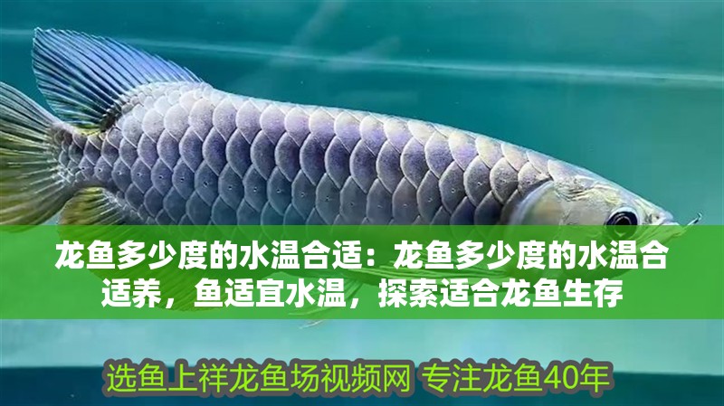 龍魚多少度的水溫合適：龍魚多少度的水溫合適養，魚適宜水溫，探索適合龍魚生存