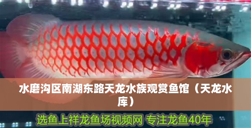 水磨溝區南湖東路天龍水族觀賞魚館（天龍水庫）