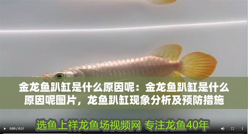 金龍魚趴缸是什么原因呢：金龍魚趴缸是什么原因呢圖片，龍魚趴缸現象分析及預防措施