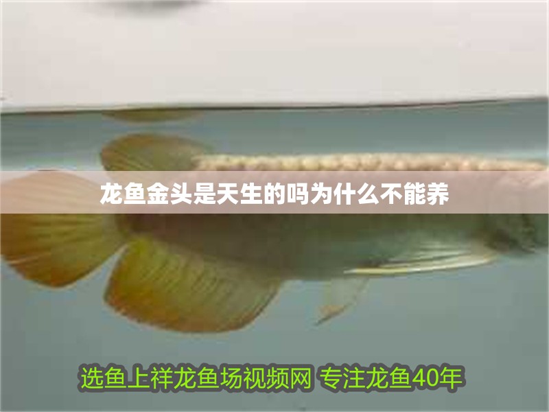 龍魚金頭是天生的嗎為什么不能養 龍魚百科 第4張 龍魚金頭是天生的嗎為什么不能養 龍魚金頭是天生的嗎為什么不能養 龍魚百科 第4張