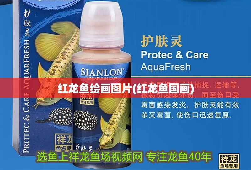 紅龍魚(yú)繪畫(huà)圖片(紅龍魚(yú)國(guó)畫(huà)) 元寶鳳凰魚(yú)百科 第1張 紅龍魚(yú)繪畫(huà)圖片(紅龍魚(yú)國(guó)畫(huà)) 紅龍魚(yú)繪畫(huà)圖片(紅龍魚(yú)國(guó)畫(huà)) 元寶鳳凰魚(yú)百科 第1張