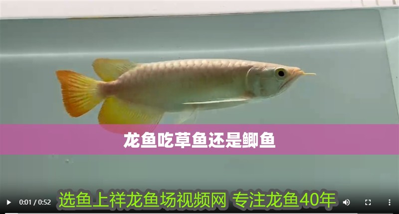 龍魚(yú)吃草魚(yú)還是鯽魚(yú)