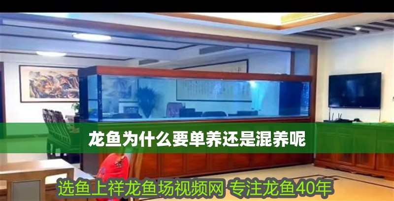 龍魚為什么要單養(yǎng)還是混養(yǎng)呢