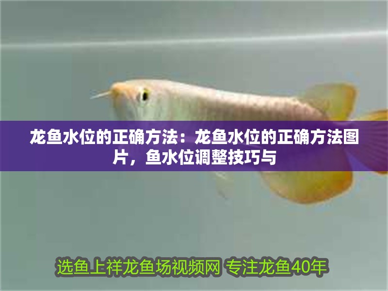 龍魚水位的正確方法：龍魚水位的正確方法圖片，魚水位調(diào)整技巧與