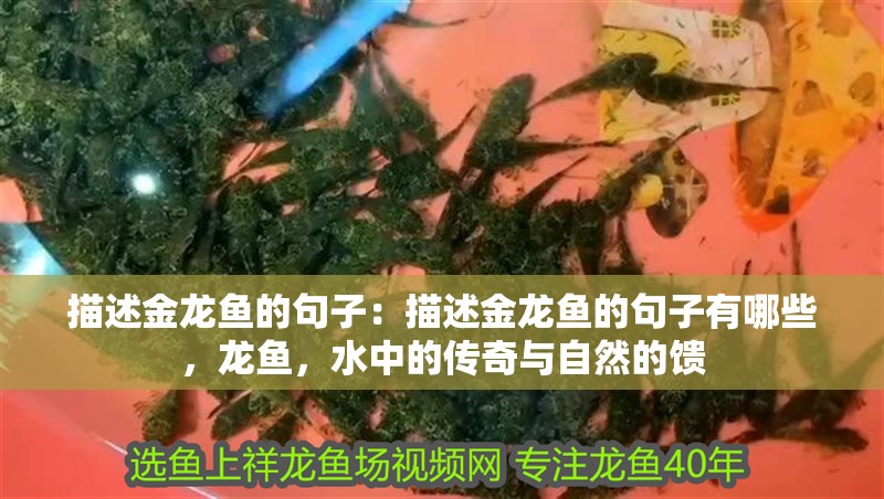 描述金龍魚的句子:描述金龍魚的句子有哪些,龍魚,水中的傳奇與自然的饋 水族問答 描述金龍魚的句子:描述金龍魚的句子有哪些,龍魚,水中的傳奇與自然的饋 描述金龍魚的句子:描述金龍魚的句子有哪些,龍魚,水中的傳奇與自然的饋 水族問答
