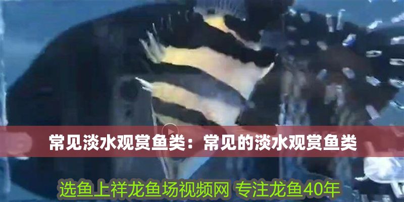 常見淡水觀賞魚類：常見的淡水觀賞魚類