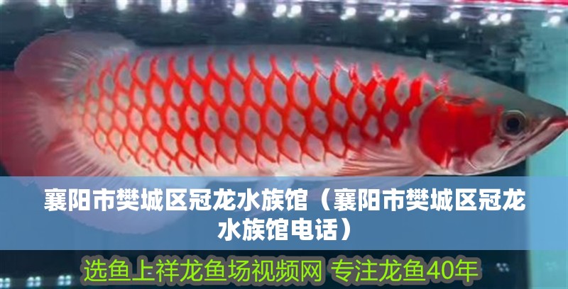 襄陽市樊城區(qū)冠龍水族館(襄陽市樊城區(qū)冠龍水族館電話) 全國水族館企業(yè)名錄 第2張 襄陽市樊城區(qū)冠龍水族館(襄陽市樊城區(qū)冠龍水族館電話) 襄陽市樊城區(qū)冠龍水族館(襄陽市樊城區(qū)冠龍水族館電話) 全國水族館企業(yè)名錄 第2張