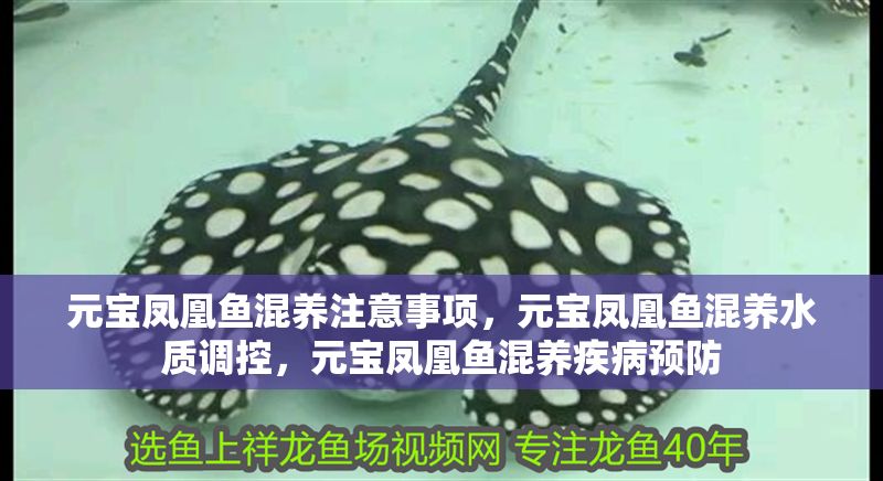 元寶鳳凰魚混養(yǎng)注意事項(xiàng)，元寶鳳凰魚混養(yǎng)水質(zhì)調(diào)控，元寶鳳凰魚混養(yǎng)疾病預(yù)防