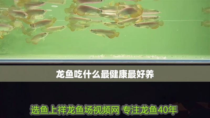 龍魚吃什么最健康最好養
