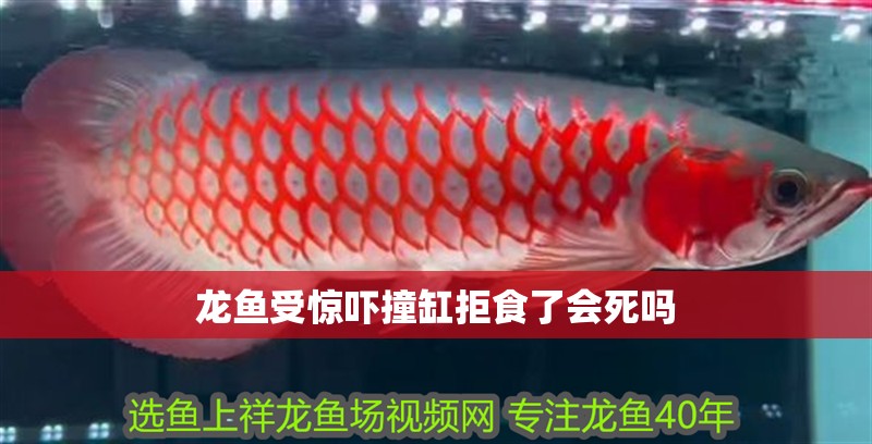 龍魚受驚嚇撞缸拒食了會死嗎 龍魚百科 第3張 龍魚受驚嚇撞缸拒食了會死嗎 龍魚受驚嚇撞缸拒食了會死嗎 龍魚百科 第3張