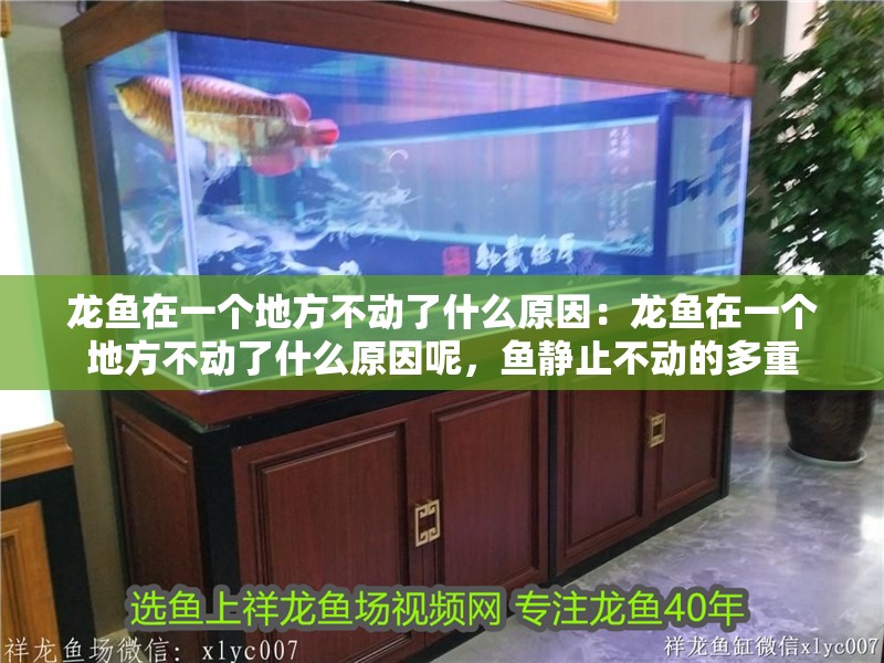 龍魚在一個地方不動了什么原因：龍魚在一個地方不動了什么原因呢，魚靜止不動的多重