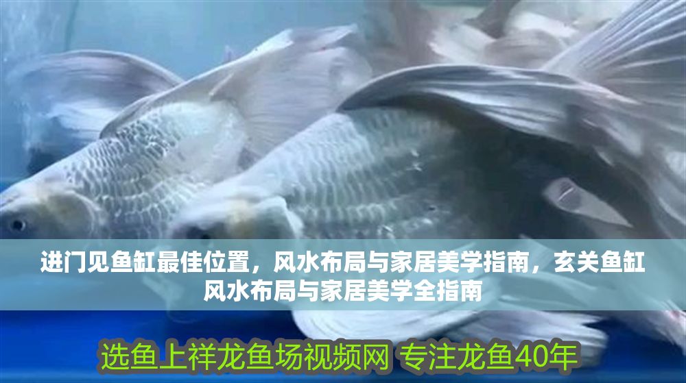 進門見魚缸最佳位置，風水布局與家居美學指南，玄關魚缸風水布局與家居美學全指南