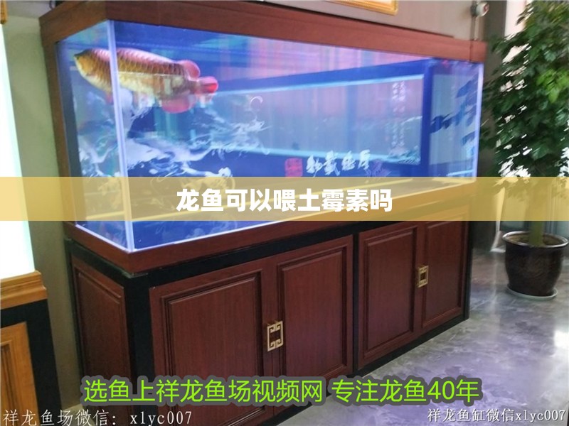 龍魚可以喂土霉素嗎